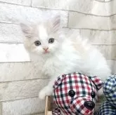 スコティッシュフォールド(立ち耳)【滋賀県・男の子・2024年1月31日・クリーム&ホワイト】の写真1