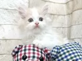 スコティッシュフォールド(立ち耳)【滋賀県・男の子・2024年1月31日・クリーム&ホワイト】の写真2