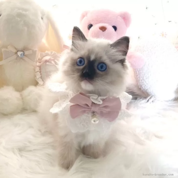 ID：2501-01337の子猫