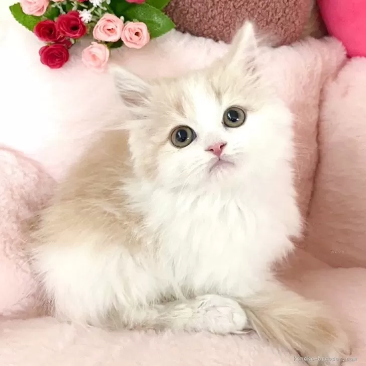 モカ 様のお迎えした子猫