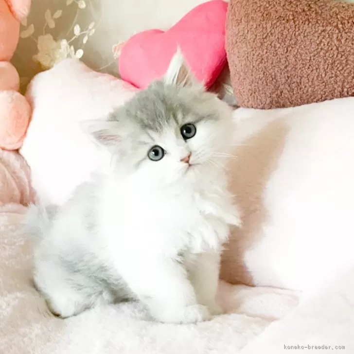 ミヌエット(長足)【滋賀県・男の子・2025年11月17日・ブルータビーアンドホワイト】の写真1