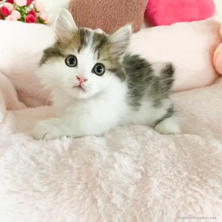 ID：2507-01527の子猫