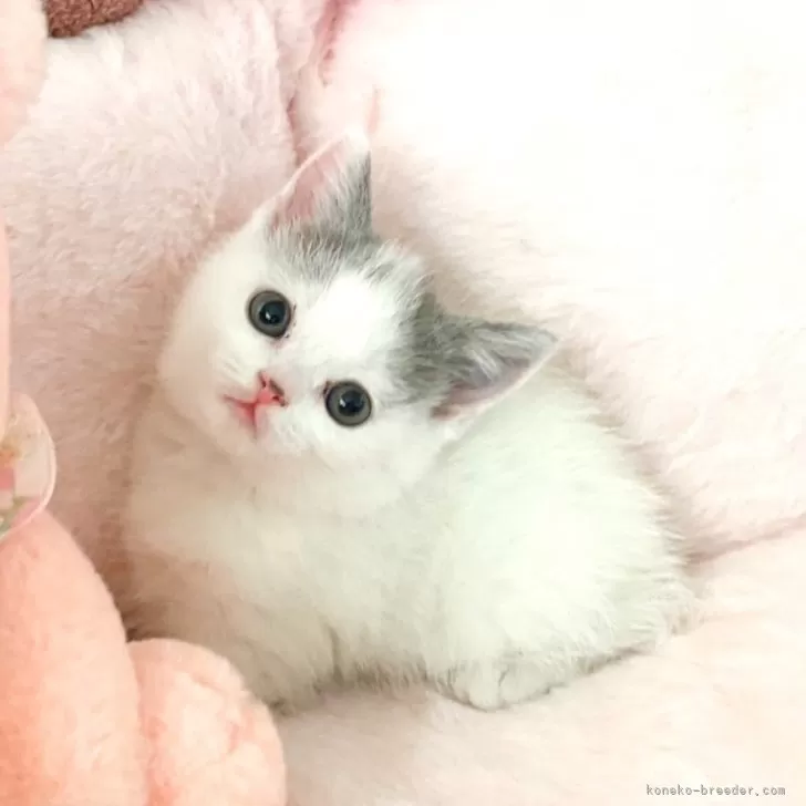 ID：2501-02684の子猫