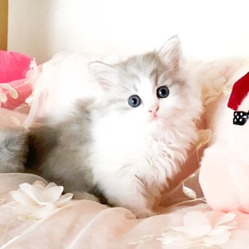 ミヌエット(長足)【滋賀県・男の子・2025年9月28日・シルバータビーアンドホワイト（ロング）】の写真「とっても人懐こい男の子🍏」