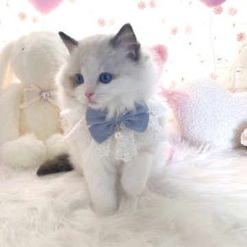 ラグドール【滋賀県・男の子・2024年11月28日・ブルーポイントバイカラー（ロング）】の写真「甘えん坊な可愛い男の子💕」