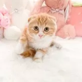 スコティッシュフォールド(折れ耳)