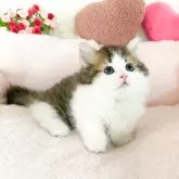 ミヌエット(短足)