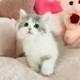 ミヌエット(短足)