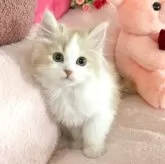スコティッシュフォールド(立ち耳)【滋賀県・男の子・2025年1月23日・クリームアンドホワイト】の写真1