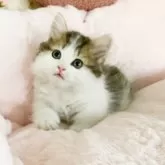 ミヌエット(短足)【滋賀県・男の子・2025年5月21日・ブラウンタビーアンドホワイト】の写真2