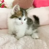 ミヌエット(短足)【滋賀県・男の子・2025年5月21日・ブラウンタビーアンドホワイト】の写真3