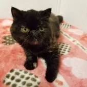 エキゾチックショートヘア【京都府・女の子・2020年1月31日・トウティーシェル】の写真4