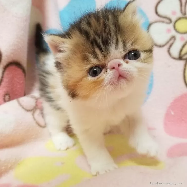 ID：2402-01590の子猫