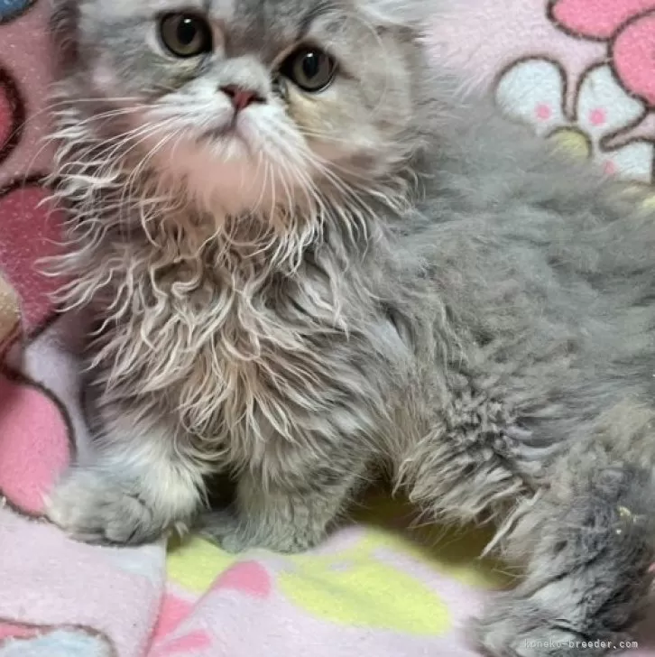 ID：2311-02809の子猫