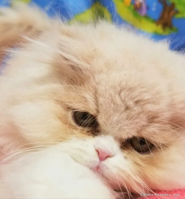 ID：2202-01529の子猫