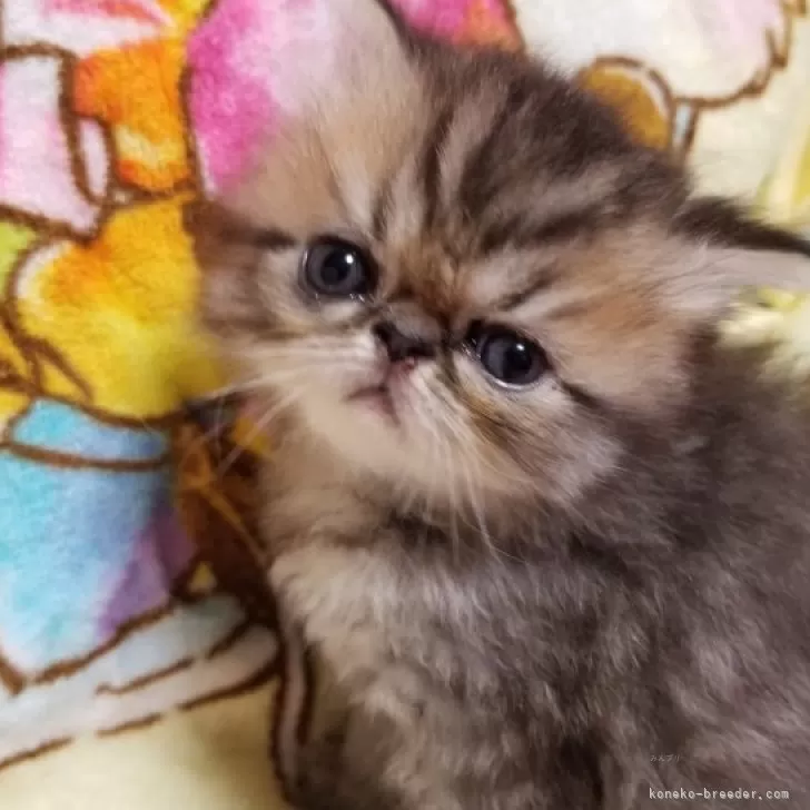 ID:2311-02807の子猫