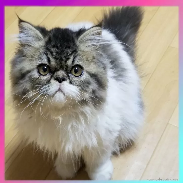 A.O 様のお迎えした子猫