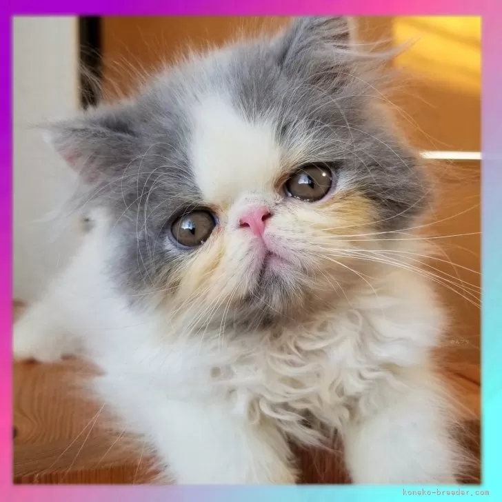 ID：2405-03152の子猫