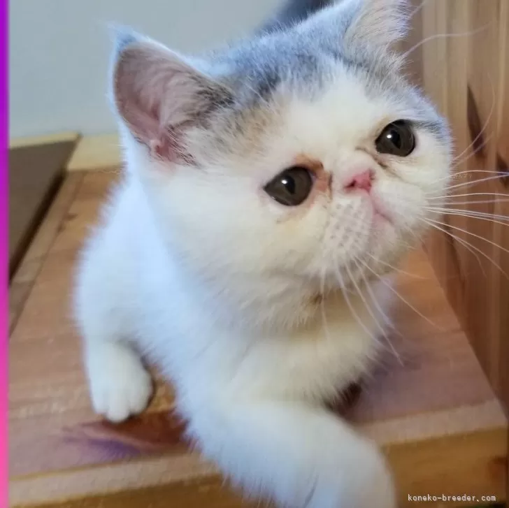 ID：2310-00357の子猫