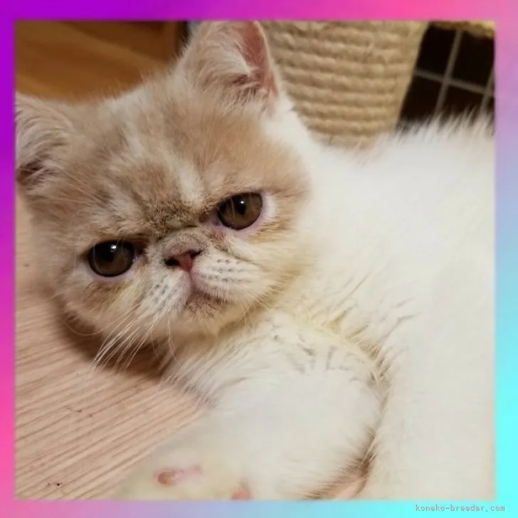 ID：2307-01892の子猫