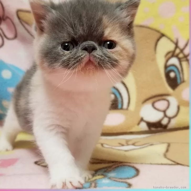 ID：2404-00812の子猫