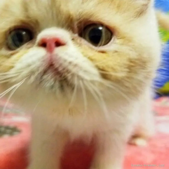 ID:2108-00560の子猫