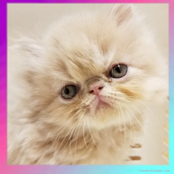 ID:2310-00842の子猫