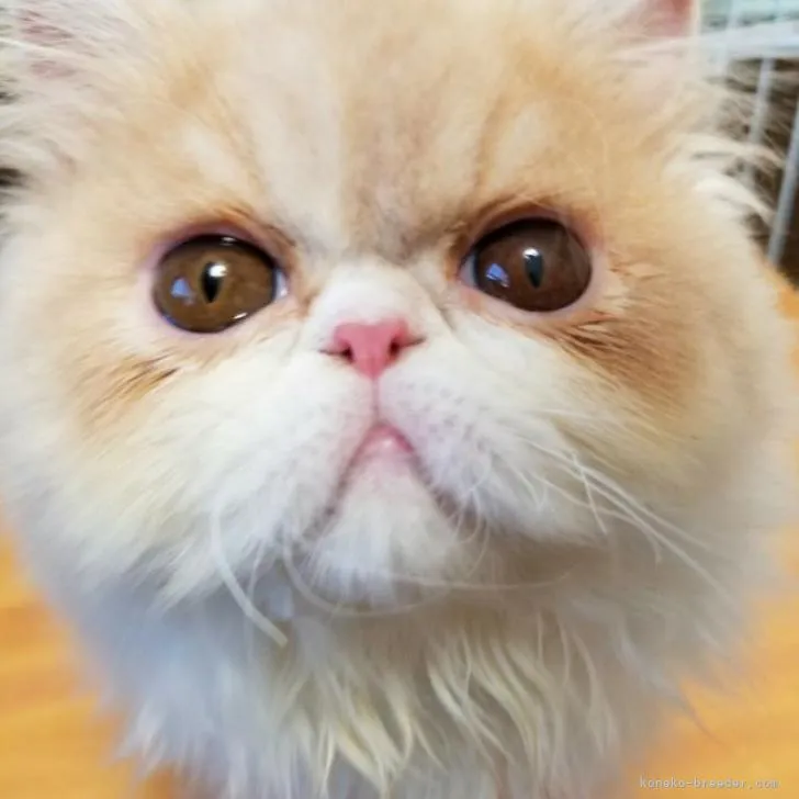 ID：2211-00372の子猫