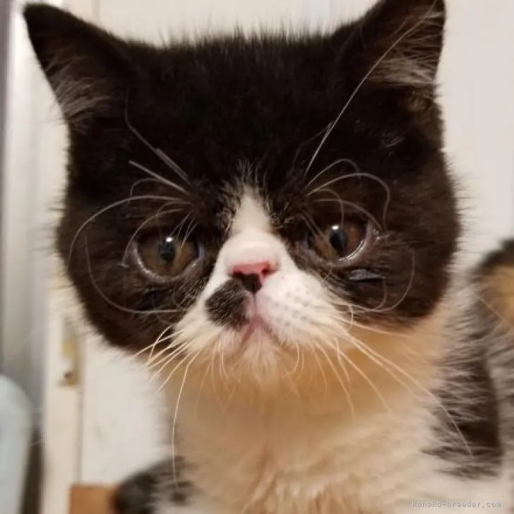 ID：2207-00085の子猫