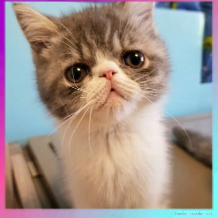 ID：2307-00447の子猫