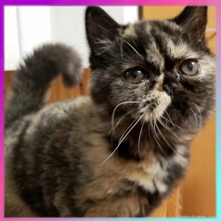 ID：2406-03024の子猫