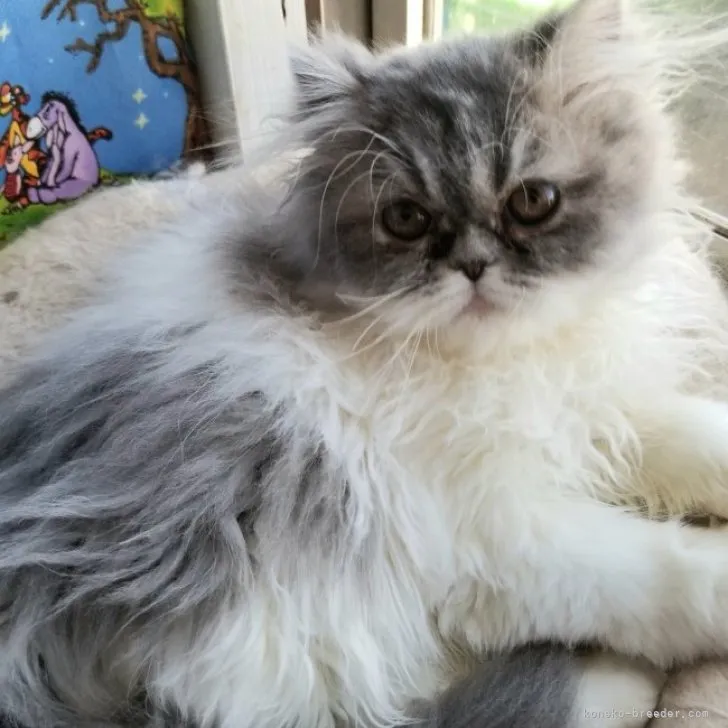 ID:2212-02019の子猫