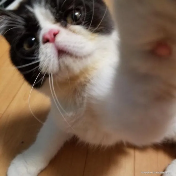 ID：2205-03029の子猫