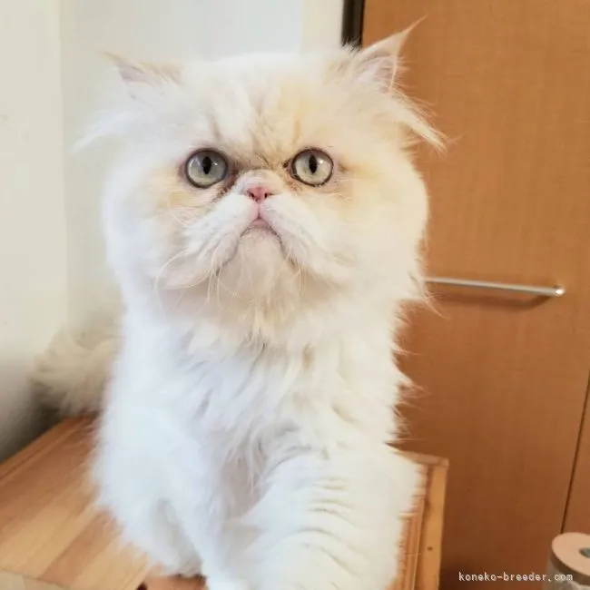 ID：2107-00009の子猫