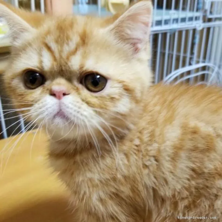 ID:2212-00922の子猫