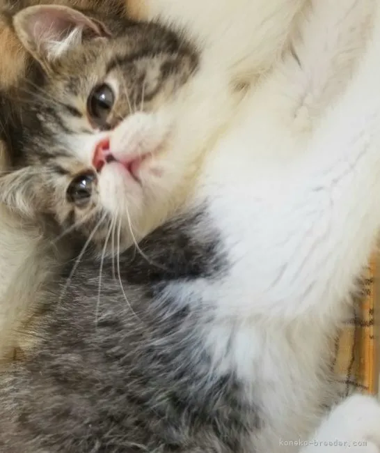 ID:2205-00917の子猫