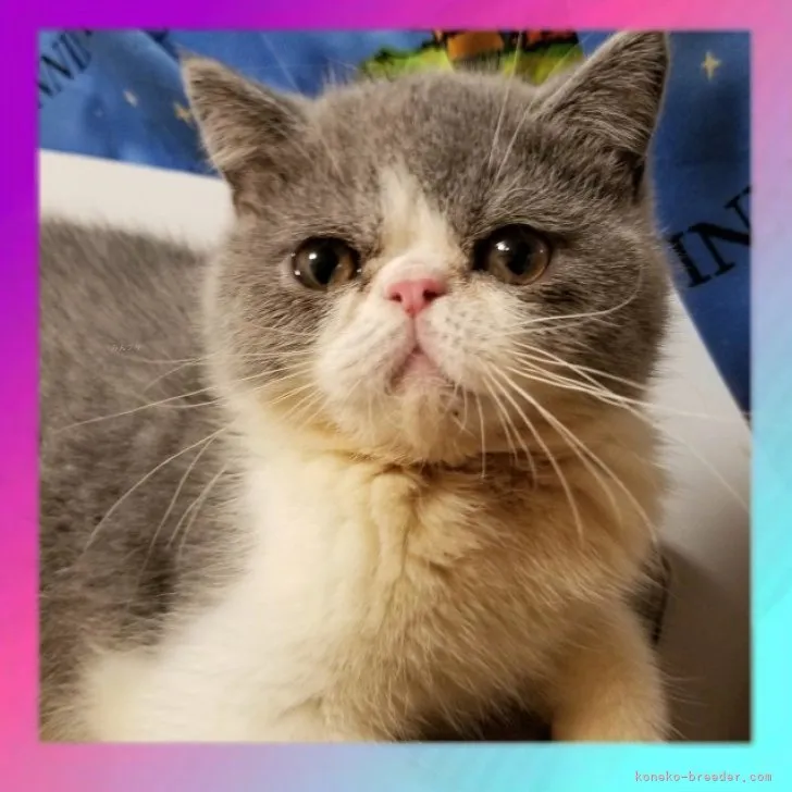 ID：2308-02360の子猫