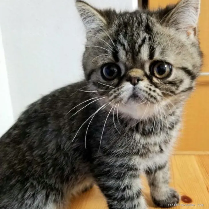 ID：2212-00897の子猫