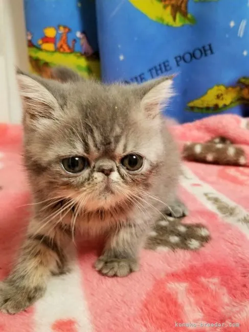 ID:2206-00530の子猫