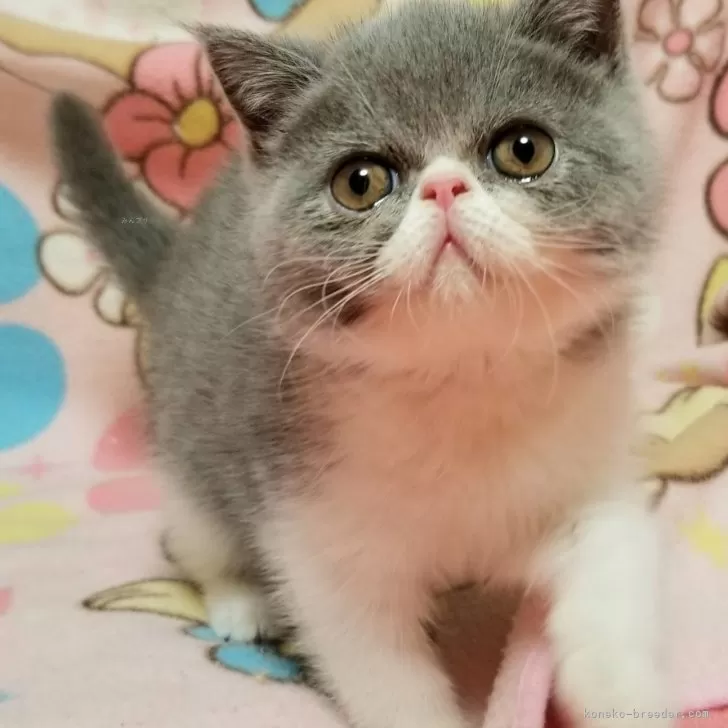 ID:2403-00468の子猫
