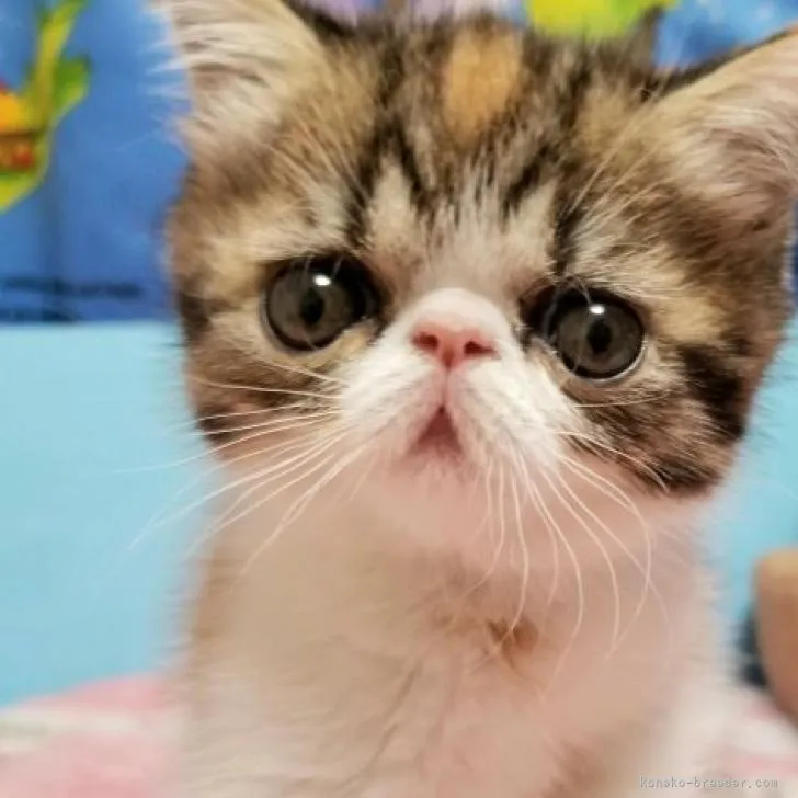 ID：2211-01018の子猫