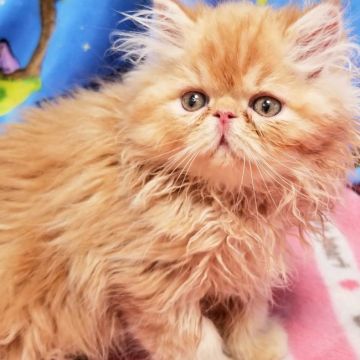 エキゾチックショートヘア【京都府・女の子・2021年6月23日・レッドタビー（※ロングヘアです。）】の写真「元気いっぱいマイペースな性格の可愛い女の子です😍」