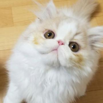 エキゾチックショートヘア【京都府・男の子・2022年8月6日・クリーム&ホワイト（ロングヘアです😊⭐️）】の写真「クリクリおめめが可愛い男の子です😊💗」