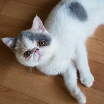 エキゾチックショートヘア【京都府・女の子・2023年2月24日・ダイリュートキャリコ（ショートヘア）】の写真「クリクリおめめがとっても可愛い女の子です😍」