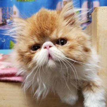 エキゾチックショートヘア【京都府・男の子・2022年10月15日・レッドタビー&ホワイト（ロングヘアです😊⭐️）】の写真「可愛いお顔のムチムチな元気な男の子です😍💗」