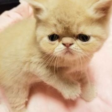 エキゾチックショートヘア【京都府・男の子・2022年8月31日・クリーム（ショートヘア）】の写真「タレ目が可愛い男の子です😍🎵」