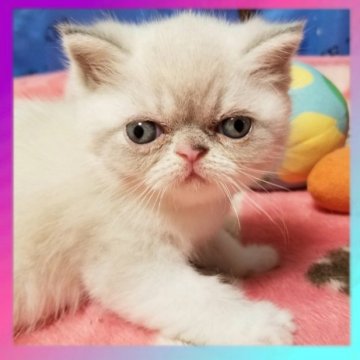 エキゾチックショートヘア【京都府・女の子・2023年7月30日・ブルーポイント（ショートヘア）】の写真「とっても美人な女の子です😍😍」