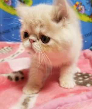 エキゾチックショートヘア【京都府・男の子・2022年3月12日・クリーム（ショートヘア）】の写真「キュートなおめめが超可愛い😍💗」