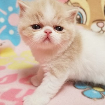 エキゾチックショートヘア【京都府・男の子・2024年1月6日・クリーム&ホワイト（ショートヘア）】の写真「とっても可愛い男の子です😊💗」