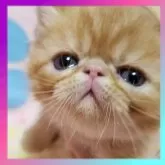 エキゾチックショートヘア【京都府・男の子・2024年3月21日・レッドタビー】の写真1「おっとり可愛い男の子です😊💓」